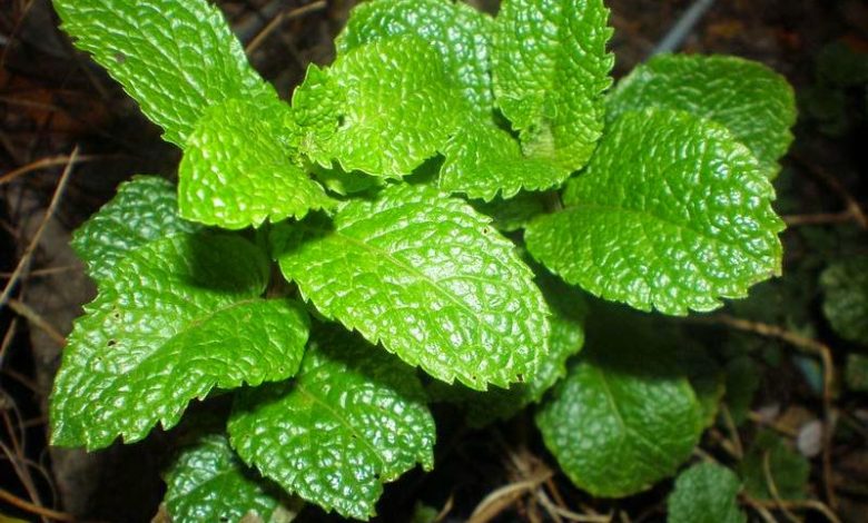 Fatigue, digestion: 5 aromatic plants excellent for health