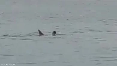 Remains of a Faceless Body... What Did the "Shark of Hurghada" Do to the Russian Youth?