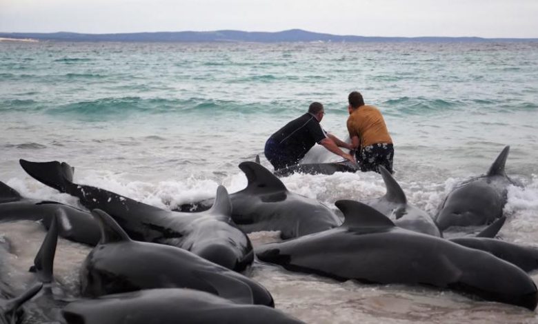 Australia- Dozens of pilot whales stranded on a beach
