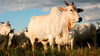 Millions of dollars price... These are the specifications of the Most Expensive Cow in the World