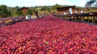 Coffee- One of Ethiopia's Main Sources of National Income 