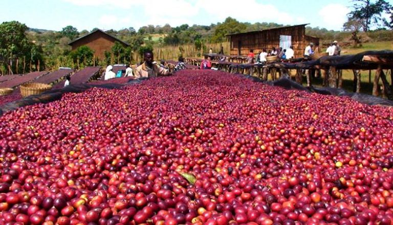 Coffee- One of Ethiopia's Main Sources of National Income 