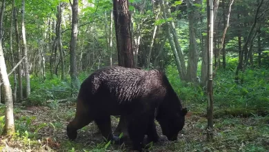 After 4 Years of Pursuit, Cattle-Killing Bear Hunted Down in Japan 