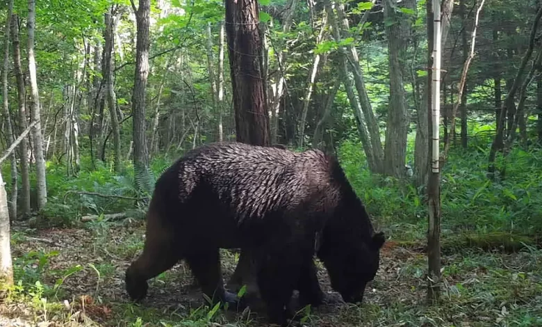 After 4 Years of Pursuit, Cattle-Killing Bear Hunted Down in Japan 