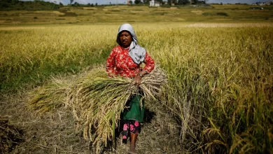 Dutch Research Institute Disputes Food Supply Crisis Threatening Several Arab Countries