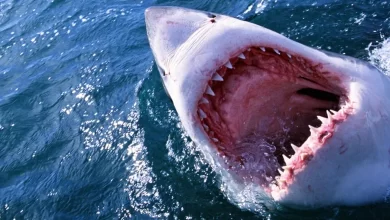 It Don't Live in the River... Dead Sharks Terrify Residents of an American State
