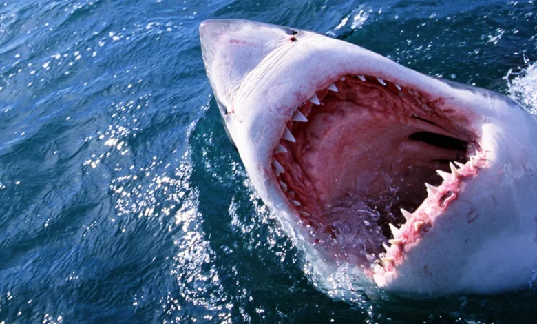 It Don't Live in the River... Dead Sharks Terrify Residents of an American State
