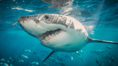 Shark Attack Terrifies New York... Woman in "Critical Condition"