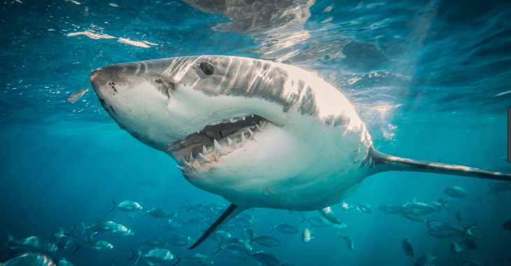 Shark Attack Terrifies New York... Woman in "Critical Condition"