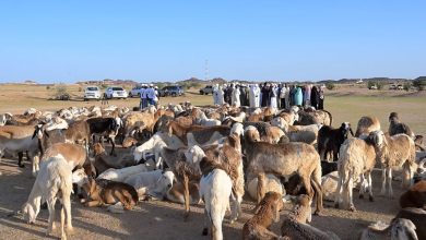 The Emirati humanitarian team distributes 200 heads of cattle to the residents of the Hilla area in Amdjars, Chad