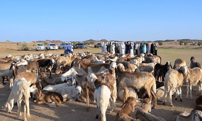 The Emirati humanitarian team distributes 200 heads of cattle to the residents of the Hilla area in Amdjars, Chad