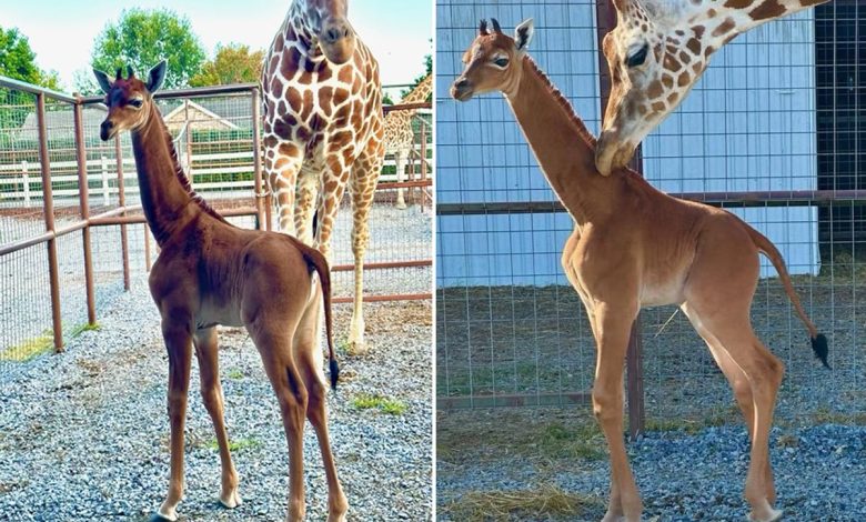 The Only One in the World with This Appearance- Birth of a Non-Spotted Giraffe 