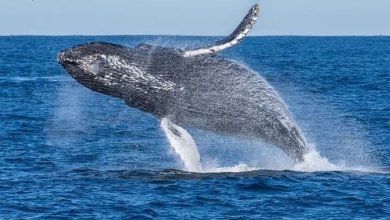Australia: Man dies after whale collides with boat in unusual incident