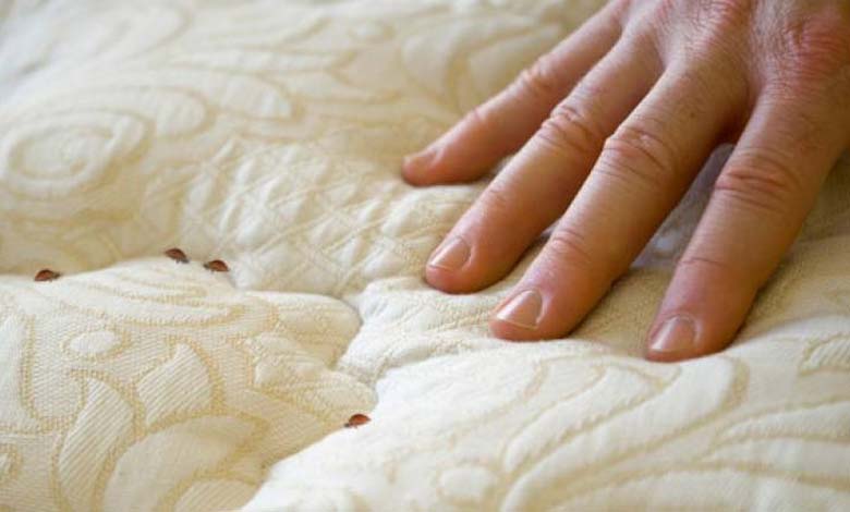 Bedbugs invade Paris, and the government rushes to eradicate them