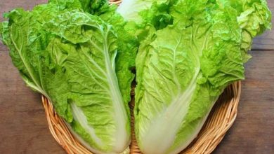 For diabetes patients... "Amazing Benefits" of Lettuce that you can't imagine
