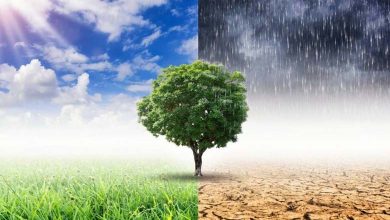 Reports and Observers Reveal the Impact of Climate Change on the World