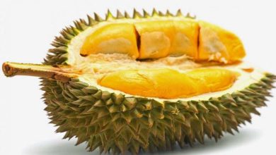 "Durian, the King of Fruits" - These are the Benefits of the "Stinky" Fruit