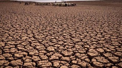 Climate change pushes amphibians towards extinction... Drought impact!