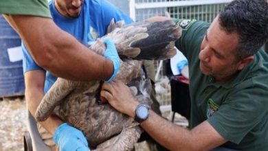 Cyprus releases endangered griffon vultures into the wild