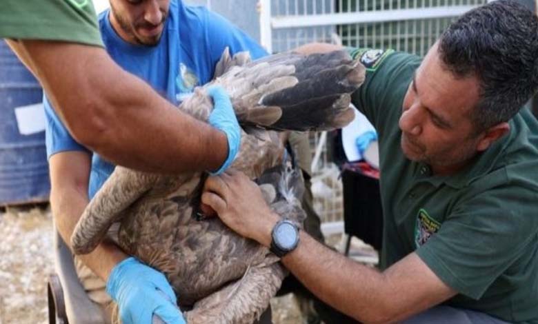 Cyprus releases endangered griffon vultures into the wild