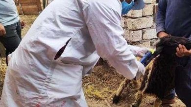 Egypt: Details of a veterinary campaign for prevention of a dangerous disease
