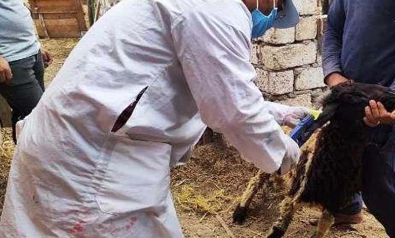 Egypt: Details of a veterinary campaign for prevention of a dangerous disease