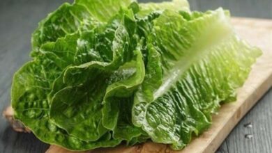 For diabetes patients: "Amazing benefits" of lettuce you can't imagine