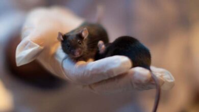 For the first time, Scientists develop mouse embryos in space