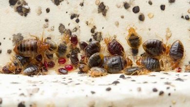 Morocco... Concerns about the "French Bedbug," and Experts explain the risks