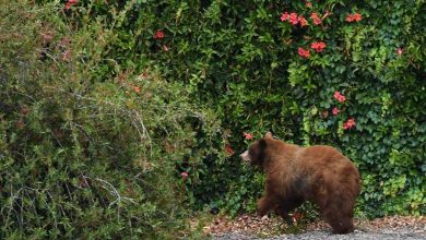 Showed aggressive behavior: Bear kills two people in a Canadian park