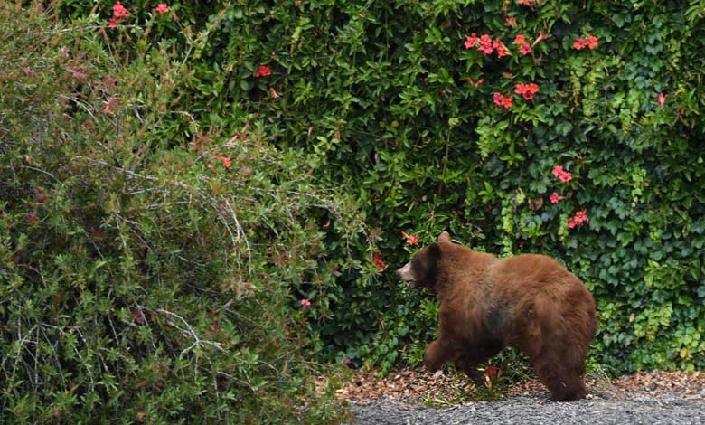 Showed aggressive behavior: Bear kills two people in a Canadian park