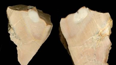 539 Million-Year-Old Discovery of Multi-Cellular Organism Traces in Morocco