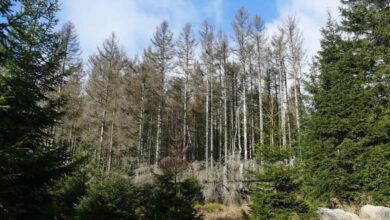 Climate change hits Tunisian forests, afforestation key solution 