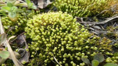 Climate change predictions... How algae help improve accuracy?