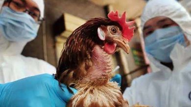 Highly Infectious Bird Flu Detected in Japan 