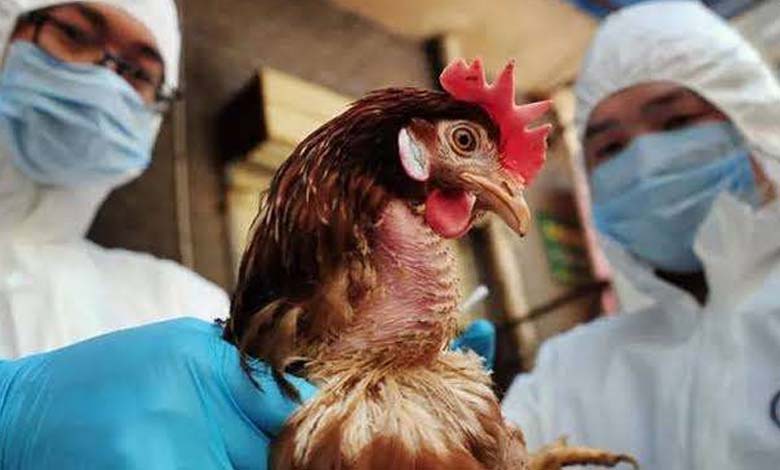 Highly Infectious Bird Flu Detected in Japan 