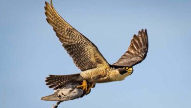 Israel deploys falcons after October 7 attack... How and why? 