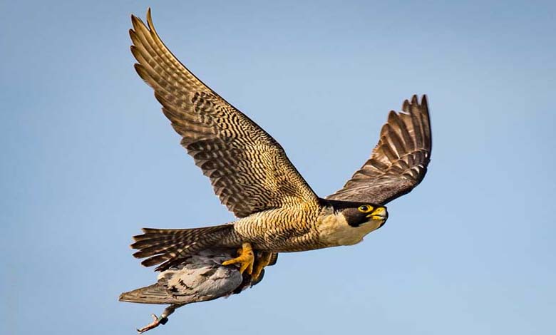 Israel deploys falcons after October 7 attack... How and why? 