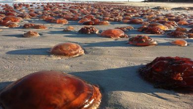 Jellyfish invade the United Kingdom and Ireland