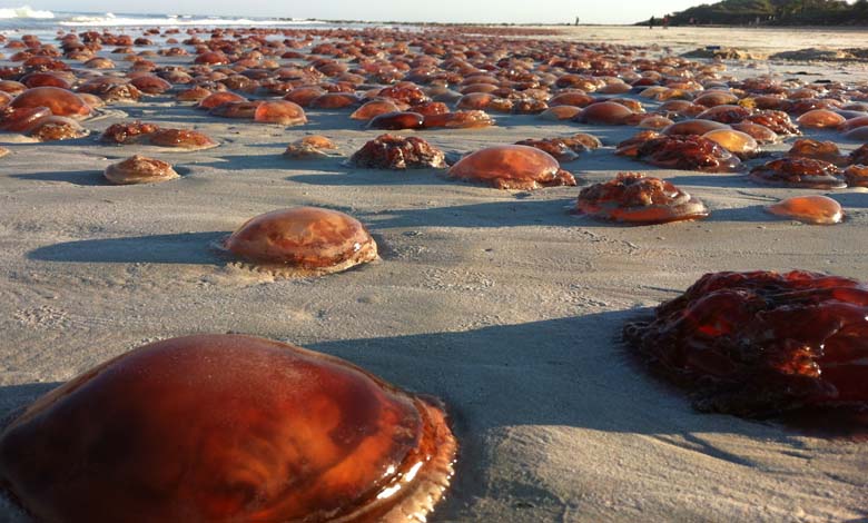 Jellyfish invade the United Kingdom and Ireland