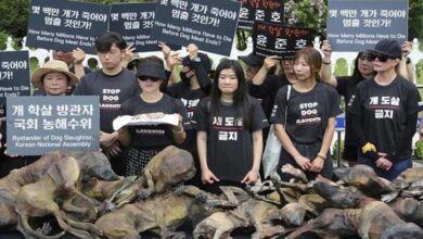 South Korea seeks to pass a law prohibiting the consumption of dog meat 