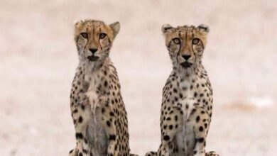 The world's fastest land animal is facing extinction... Why?
