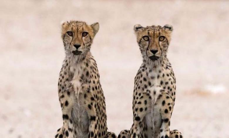 The world's fastest land animal is facing extinction... Why?