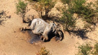 Drought kills dozens of elephants in Zimbabwe 