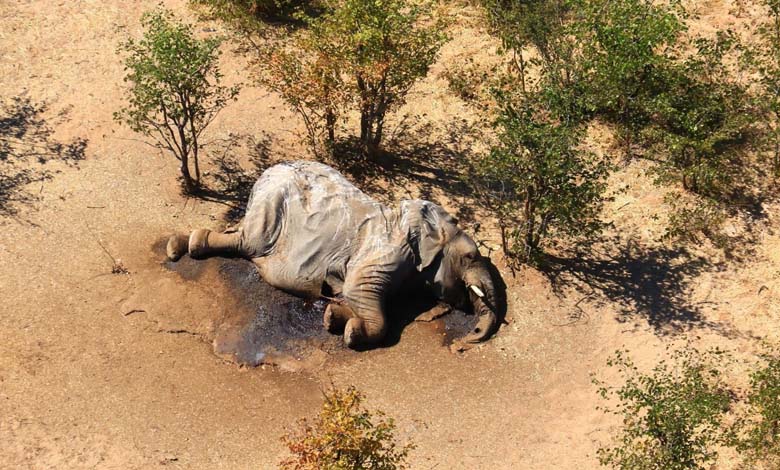 Drought kills dozens of elephants in Zimbabwe 