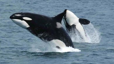 For the first time... Scientists communicate with a whale in its 'native language'