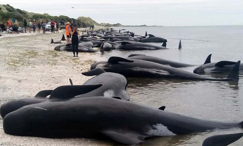 Mass stranding of dozens of pilot whales on the shores of Australia 