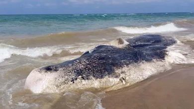 "Mysterious" Seats on an American Beach Spark Speculation about their Origin