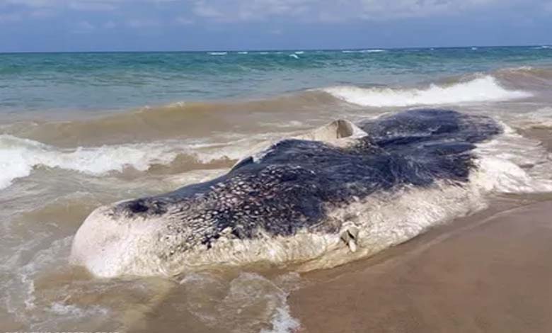 "Mysterious" Seats on an American Beach Spark Speculation about their Origin