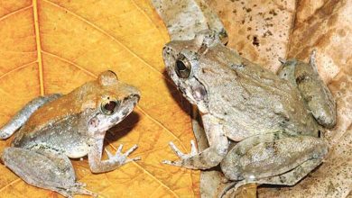 Unusual Type... Discovery of small "fanged" frogs in the forests of Indonesia 